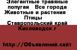 Элегантные травяные попугаи - Все города Животные и растения » Птицы   . Ставропольский край,Кисловодск г.